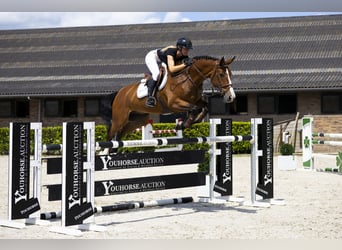 Zangersheider, Hongre, 7 Ans, 165 cm, Bai