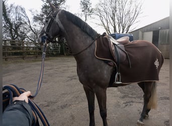 Zangersheider, Hongre, 7 Ans, 165 cm, Gris