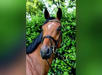 Zangersheider, Hongre, 7 Ans, 166 cm, Bai