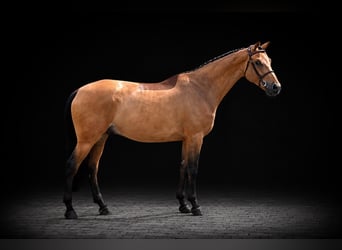 Zangersheider, Hongre, 7 Ans, 168 cm, Bai