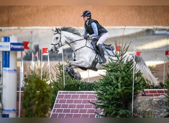 Zangersheider, Hongre, 7 Ans, 168 cm, Gris