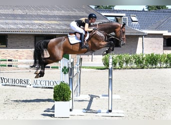 Zangersheider, Hongre, 7 Ans, 170 cm, Bai