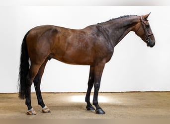 Zangersheider, Hongre, 7 Ans, 170 cm, Bai