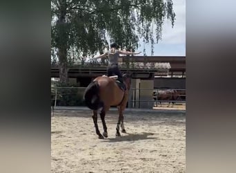 Zangersheider, Hongre, 7 Ans, 170 cm, Bai