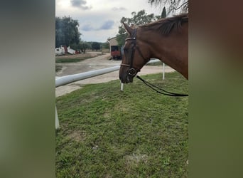Zangersheider, Hongre, 7 Ans, 171 cm, Alezan