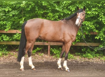 Zangersheider, Hongre, 7 Ans, 172 cm, Bai