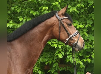 Zangersheider, Hongre, 7 Ans, 172 cm, Bai