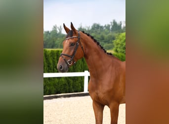 Zangersheider, Hongre, 7 Ans, 174 cm, Bai