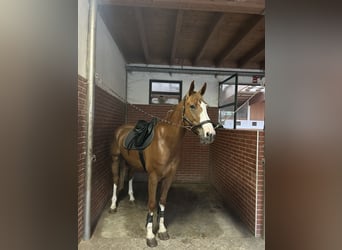 Zangersheider, Hongre, 7 Ans, 175 cm, Alezan brûlé