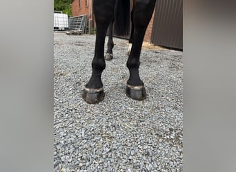 Zangersheider, Hongre, 7 Ans, 176 cm, Bai brun
