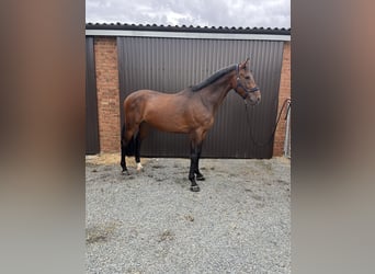 Zangersheider, Hongre, 7 Ans, 176 cm, Bai brun