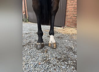 Zangersheider, Hongre, 7 Ans, 176 cm, Bai brun