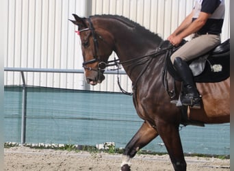 Zangersheider, Hongre, 7 Ans, 180 cm, Bai brun