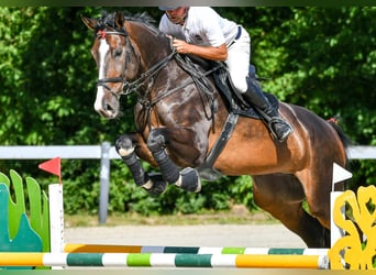 Zangersheider, Hongre, 7 Ans, 180 cm, Bai brun