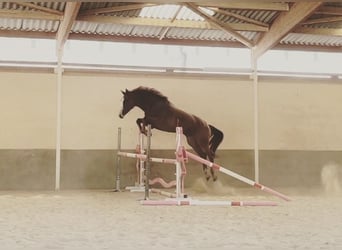 Zangersheider, Hongre, 7 Ans, 180 cm