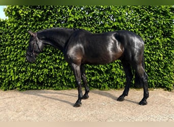 Zangersheider, Hongre, 7 Ans, Bai brun foncé
