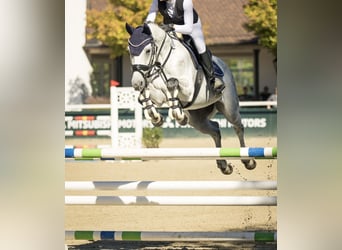 Zangersheider, Hongre, 7 Ans