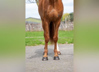 Zangersheider, Hongre, 8 Ans, 168 cm, Alezan