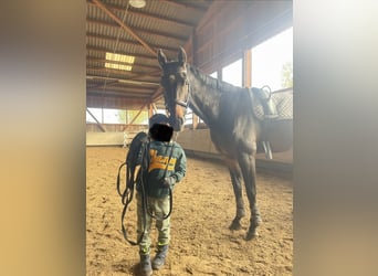 Zangersheider, Hongre, 8 Ans, 168 cm, Bai brun