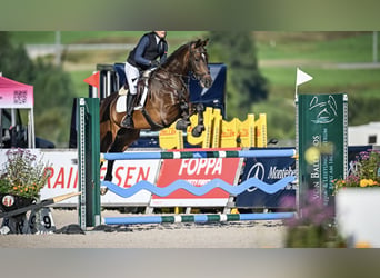 Zangersheider, Hongre, 8 Ans, 168 cm, Bai brun