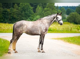 Zangersheider, Hongre, 8 Ans, 169 cm, Gris