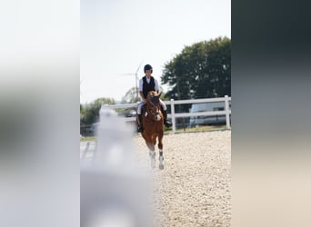 Zangersheider, Hongre, 8 Ans, 170 cm, Alezan