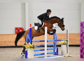 Zangersheider, Hongre, 8 Ans, 170 cm, Bai cerise