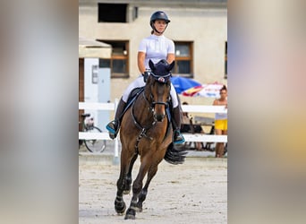 Zangersheider, Hongre, 8 Ans, 172 cm, Bai