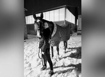 Zangersheider, Hongre, 8 Ans, 175 cm, Bai brun