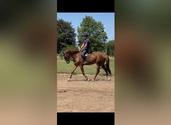Zangersheider, Hongre, 8 Ans, 176 cm, Alezan