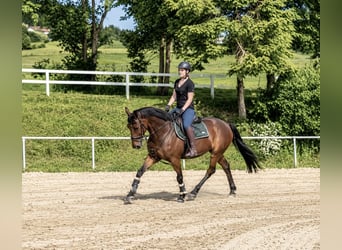 Zangersheider, Hongre, 9 Ans, 165 cm, Bai clair