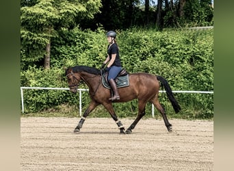Zangersheider, Hongre, 9 Ans, 165 cm, Bai clair