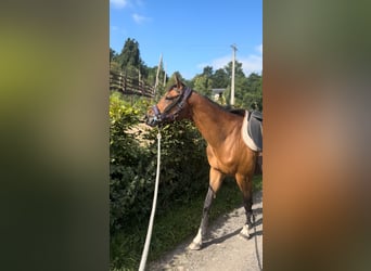 Zangersheider, Hongre, 9 Ans, 167 cm, Bai