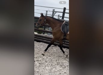 Zangersheider, Hongre, 9 Ans, 167 cm, Bai