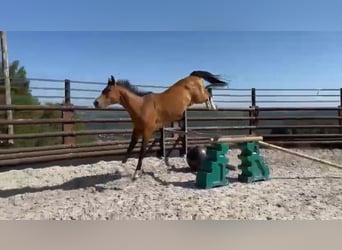 Zangersheider, Hongre, 9 Ans, 167 cm, Bai