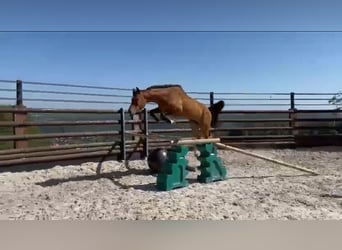 Zangersheider, Hongre, 9 Ans, 167 cm, Bai