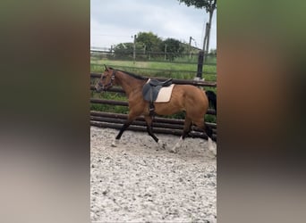 Zangersheider, Hongre, 9 Ans, 167 cm, Bai