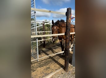 Zangersheider, Hongre, 9 Ans, 167 cm, Bai