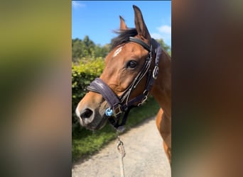 Zangersheider, Hongre, 9 Ans, 167 cm, Bai
