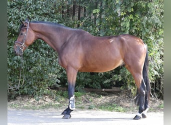 Zangersheider, Hongre, 9 Ans, 168 cm, Bai