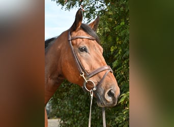Zangersheider, Hongre, 9 Ans, 168 cm, Bai