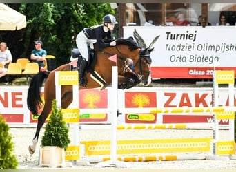 Zangersheider, Hongre, 9 Ans, 169 cm, Bai cerise