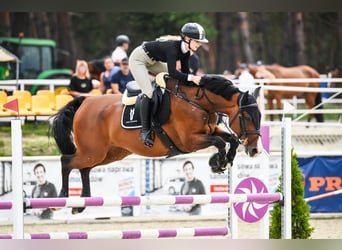 Zangersheider, Hongre, 9 Ans, 169 cm, Bai cerise