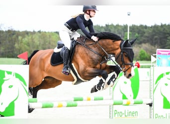 Zangersheider, Hongre, 9 Ans, 169 cm, Bai cerise