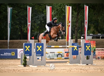 Zangersheider, Hongre, 9 Ans, 170 cm, Bai