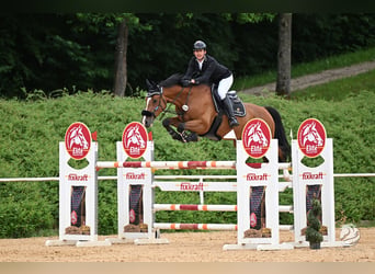 Zangersheider, Hongre, 9 Ans, 170 cm, Bai