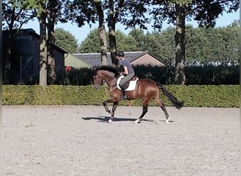 Zangersheider, Hongre, 9 Ans, 172 cm, Bai