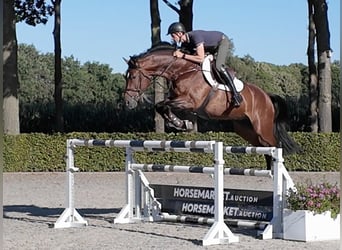 Zangersheider, Hongre, 9 Ans, 172 cm, Bai