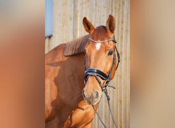 Zangersheider, Hongre, 9 Ans, 175 cm, Alezan