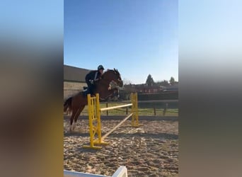 Zangersheider, Hongre, 9 Ans, 175 cm, Alezan